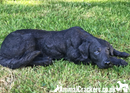 Black Labrador large (44cm long) realistic indoor outdoor garden ornament memorial