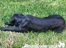 Black Labrador large (44cm long) realistic indoor outdoor garden ornament memorial