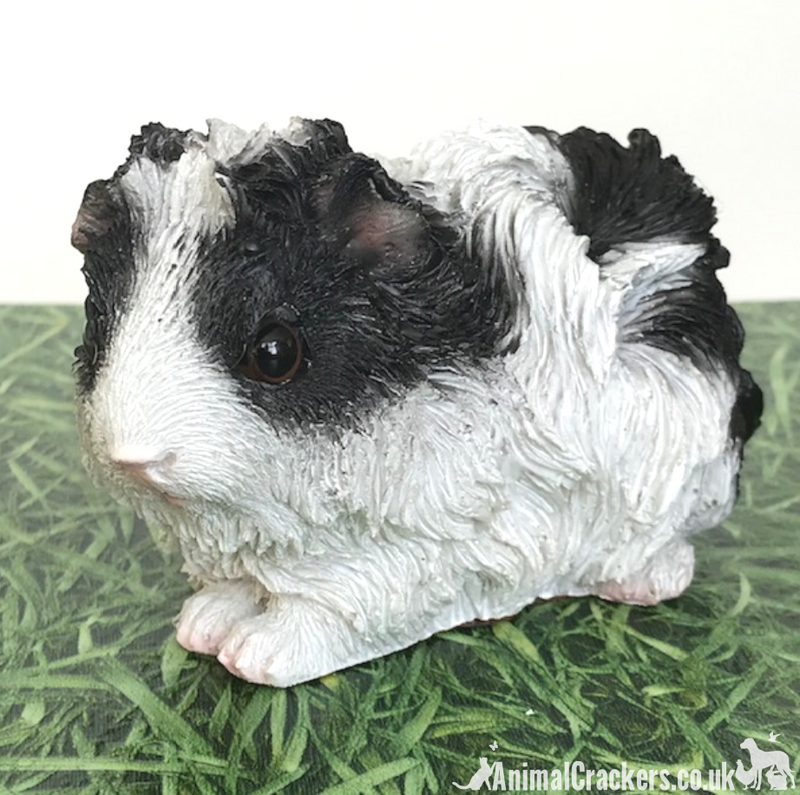 Cute Black & White long haired Guinea Pig ornament