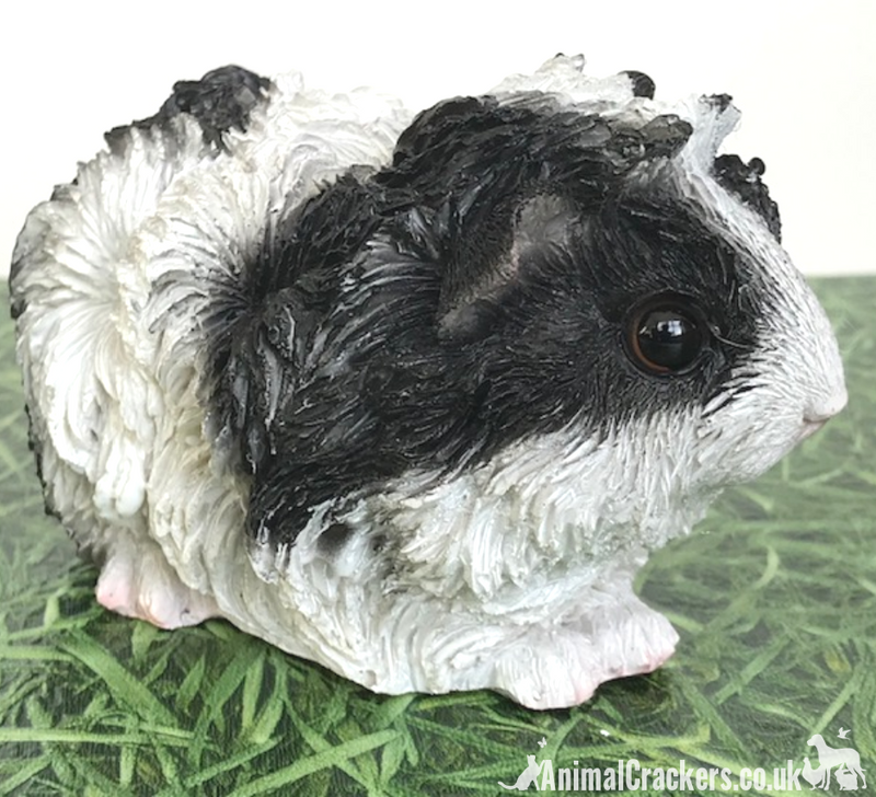 Cute Black & White long haired Guinea Pig ornament