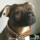 Extra large 26cm Staffy Staffordshire Bull Terrier ornament from the Leonardo 'Walkies' range