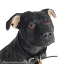 Extra large 26cm Black & White Staffy Staffordshire Bull Terrier ornament from the Leonardo 'Walkies' range