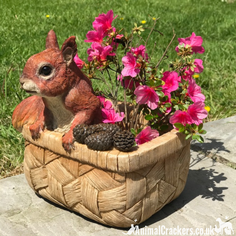 Cheeky Squirrel in Basket, resin garden planter or decoration, a great novelty Squirrel lover gift