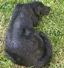 Black Labrador large (44cm long) realistic indoor outdoor garden ornament memorial